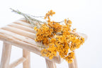 Statice séchée couleur ocre doré, idéale pour bouquet bohème