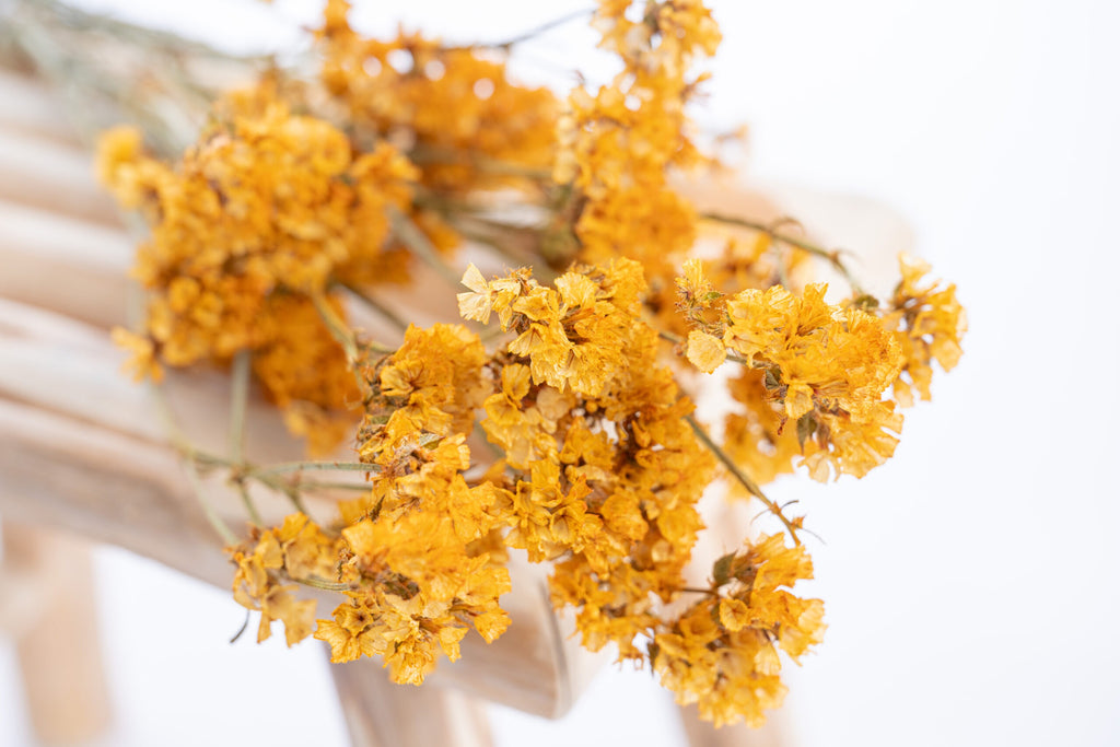 Fleur séchée statice teinte kamala en jaune moutarde clair