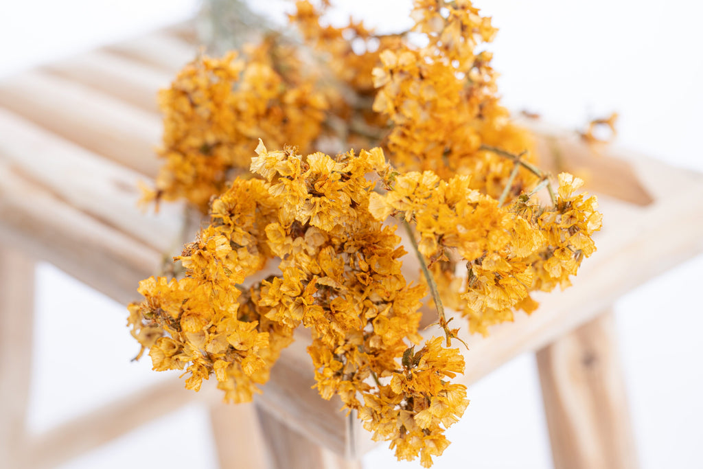 Statice séchée jaune ocre pour décoration naturelle