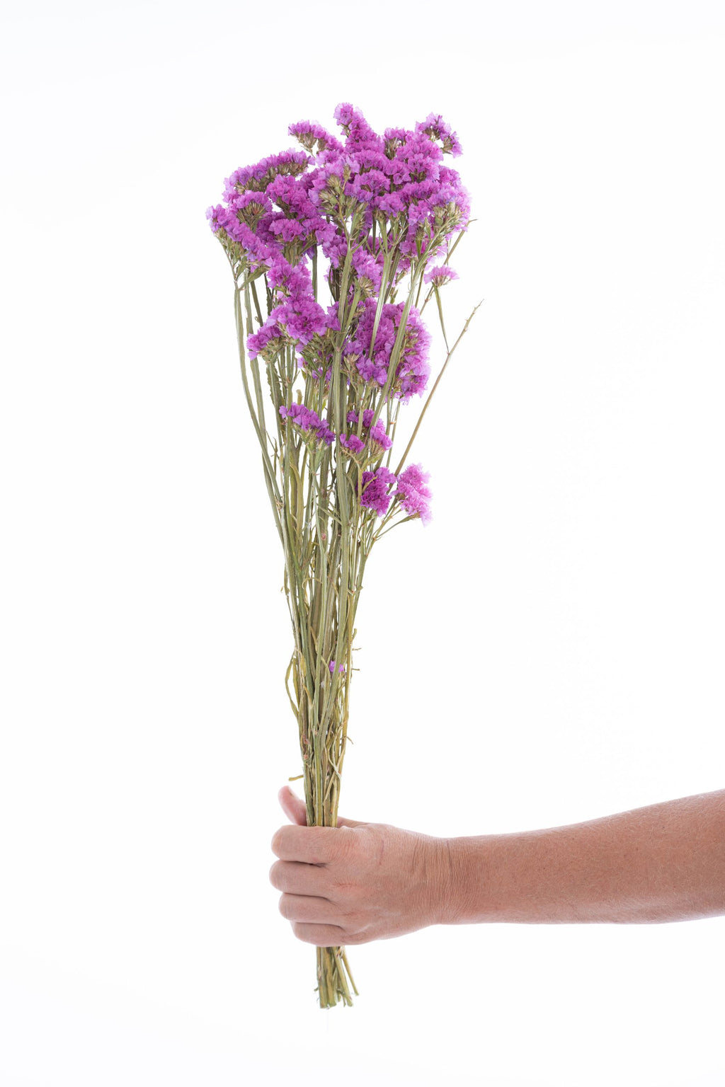 Fleurs de statice rose séchée bio françaises