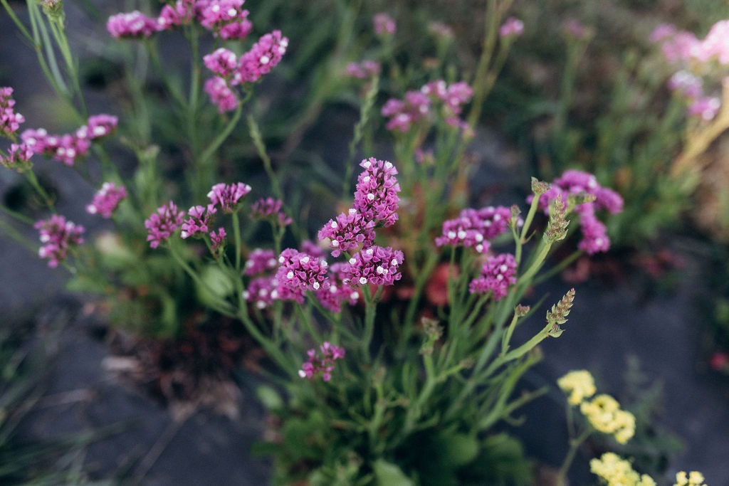 Statice rose séchée bio cultivée en France