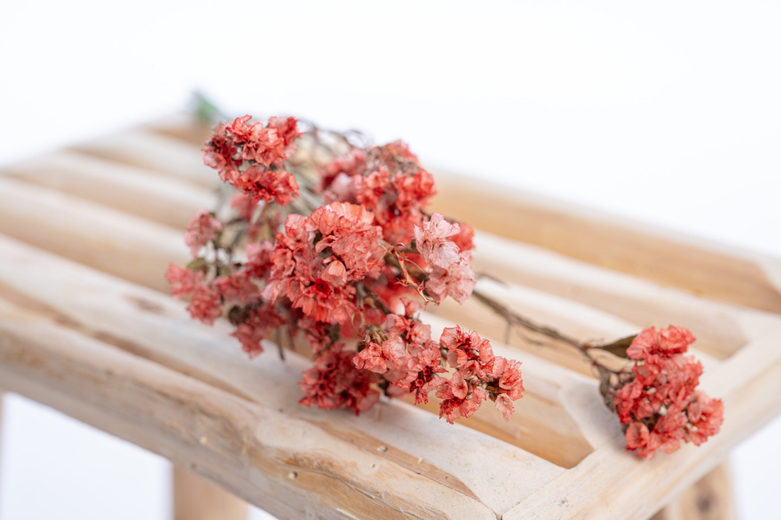 Limonium teinté rouge pour bouquets durables