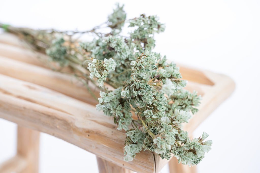 Statice séchée vert de Brentonico, cultivée en bio chez Terralya