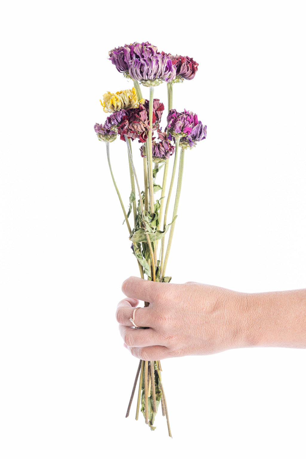 Zinnia séchée bio cultivée en France