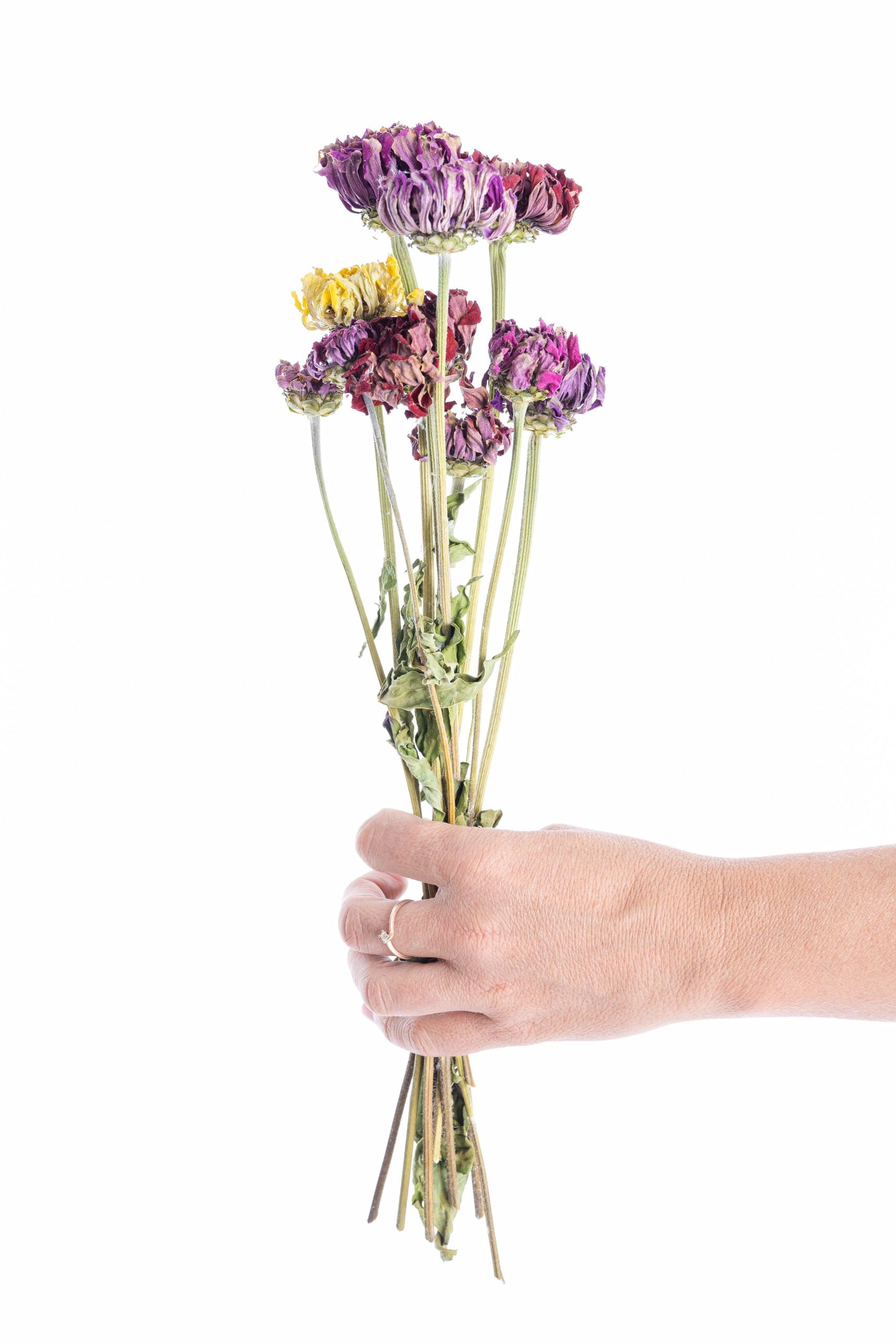 Zinnia séchée bio cultivée en France