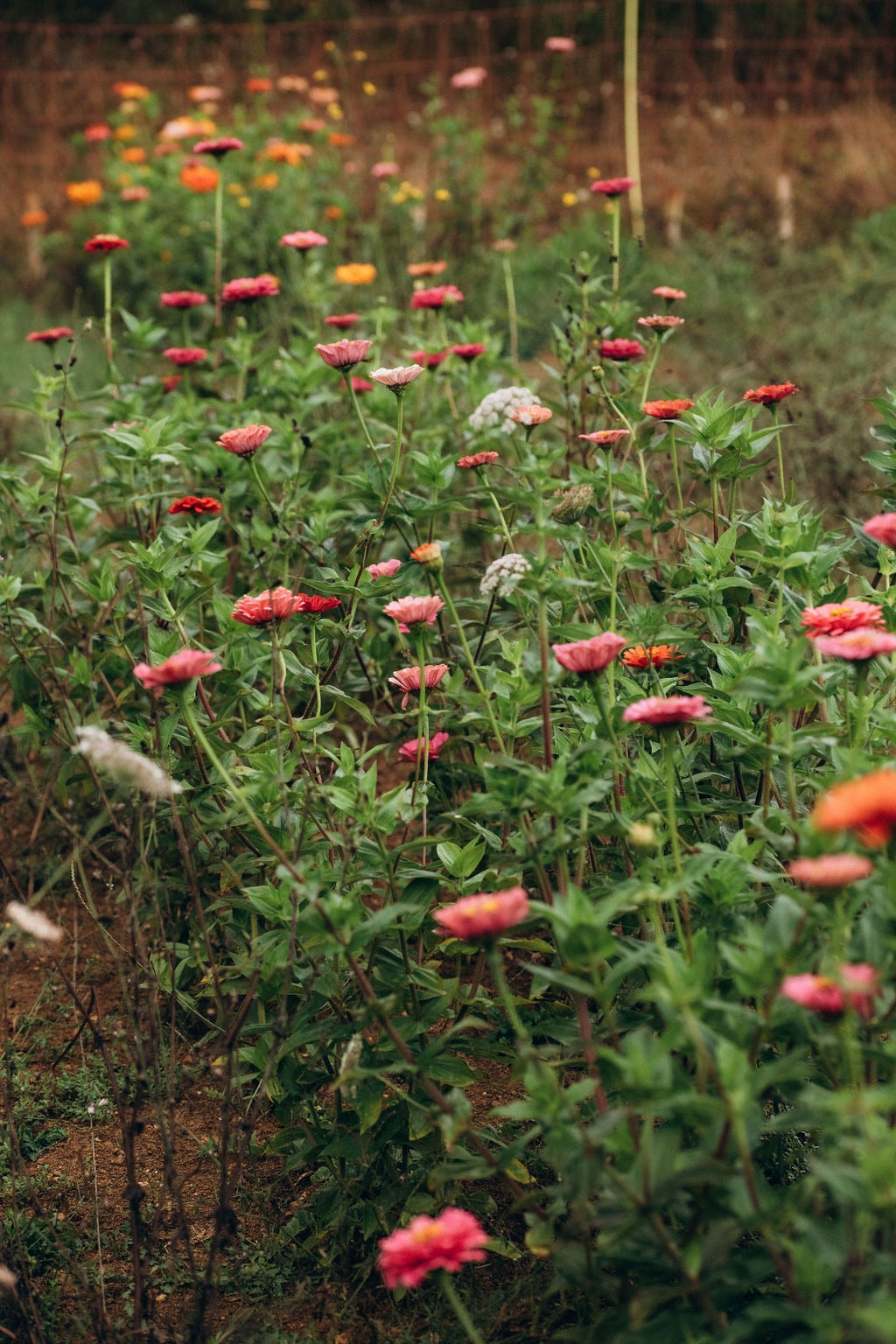 Zinnias bio en pleine culture en France
